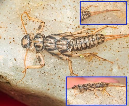 Perla marginata